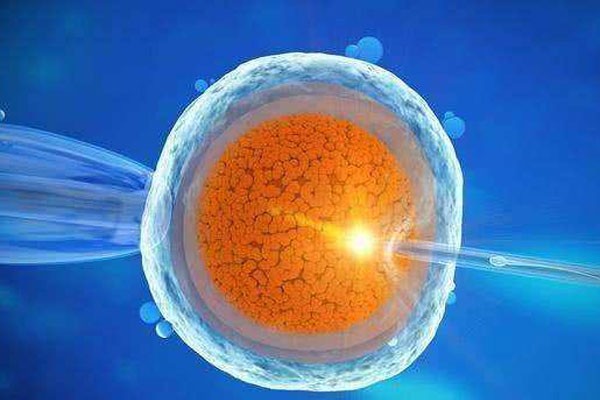 用两个8细胞的胚胎来培养一个囊胚的成功率是多少？