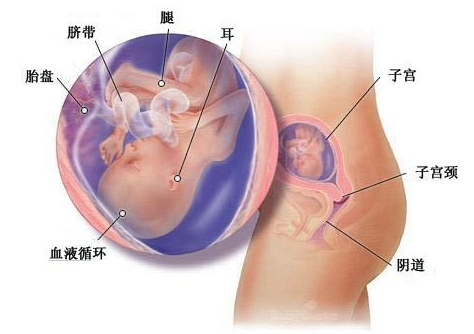 怀孕18周胎儿的生长和发育。