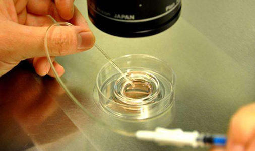 泰国试管婴儿胚胎移植成功率？