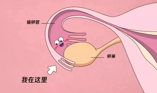 乌鲁木齐哪些医院能做助孕男孩-输卵管堵塞影响备孕! 哪些因素会导致输卵管堵塞？